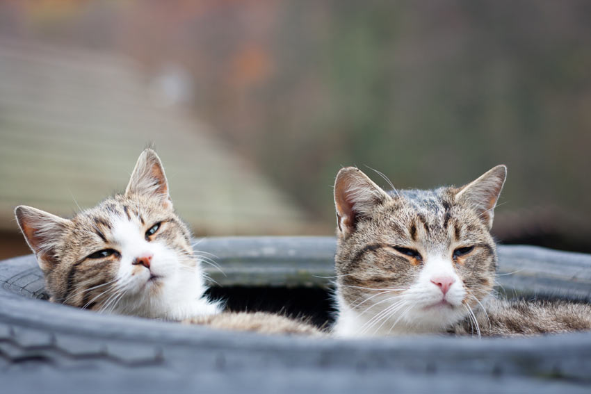 Zwei weibliche Tabby Katzen, die wie  Schwestern aussehen