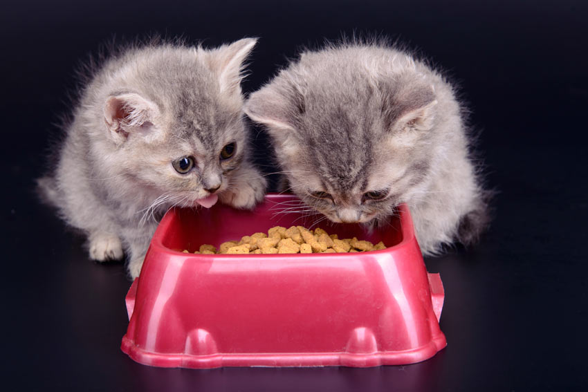 Two grey kittens munching on some kibble