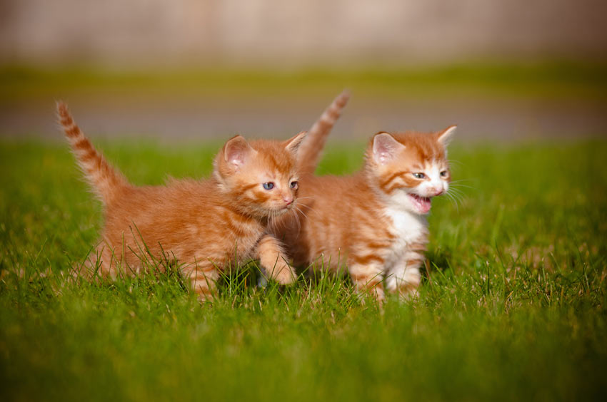 Two young kittens playing together outside on the grass