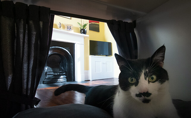 Un gato disfrutando de su moderna casa y cama Maya Nook con las cortinas por detrás