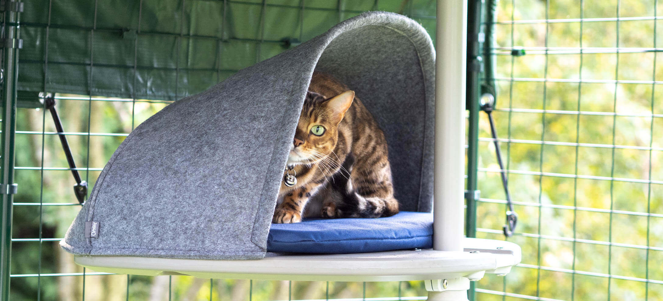 Chat Bengal assis sur dans une tanière d’extérieur pour chat sur un coussin bleu