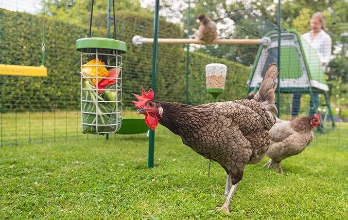 Hühner benutzen den Caddi Leckerbissen-Halter 