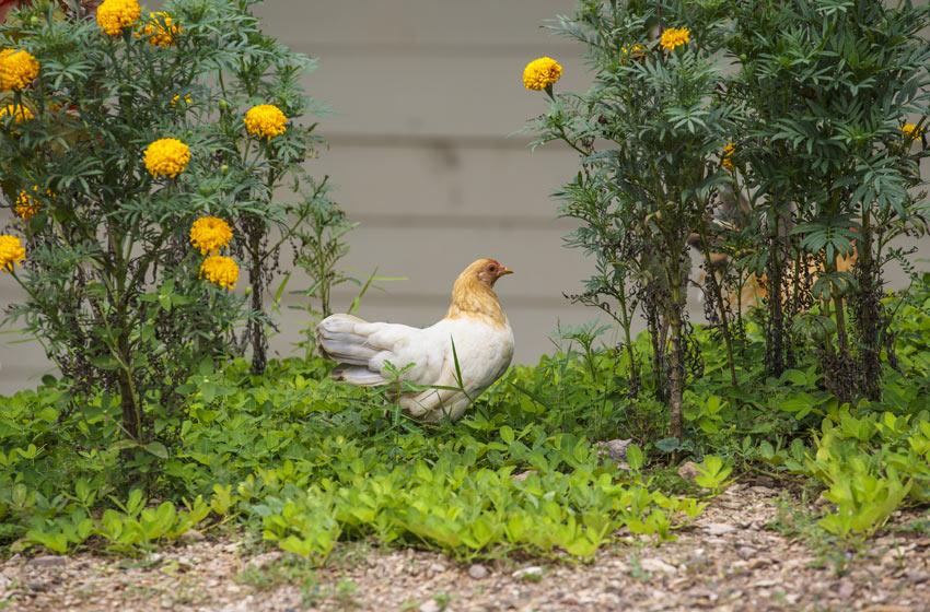 Ein wunderschönes weiß-rötliches Huhn sucht im Garten nach ein paar Käfern