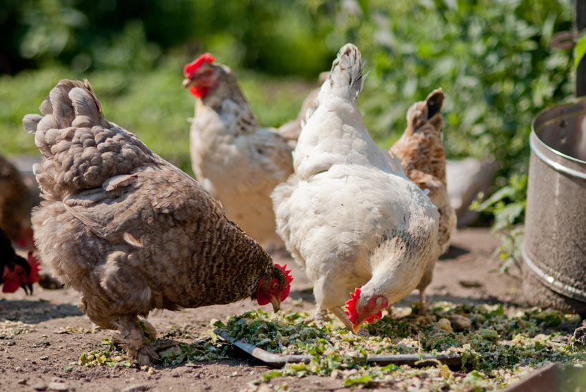 En gruppe høns spiser i haven