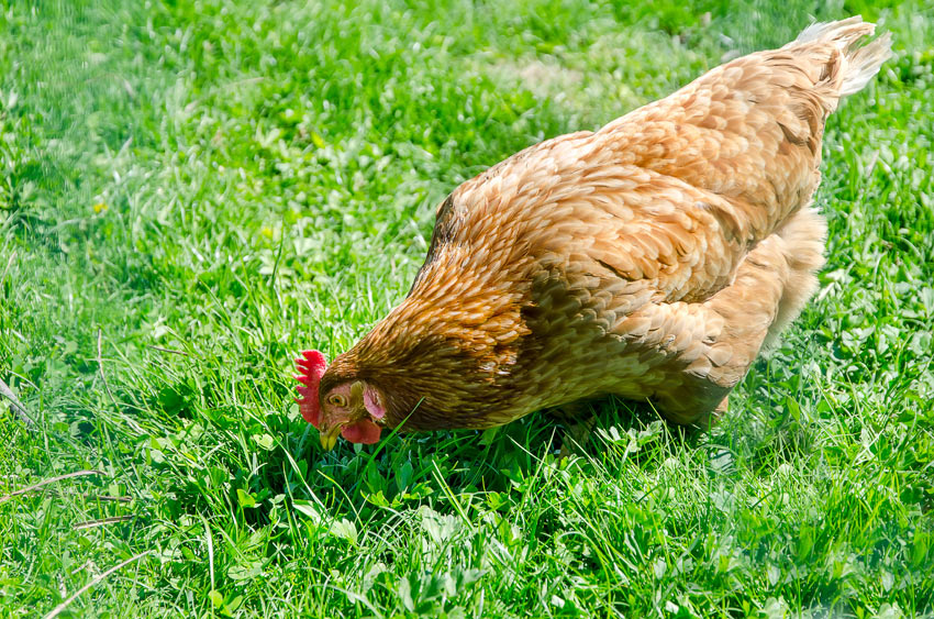 En sund Welsumer høne går frit i haven og leder efter insekter