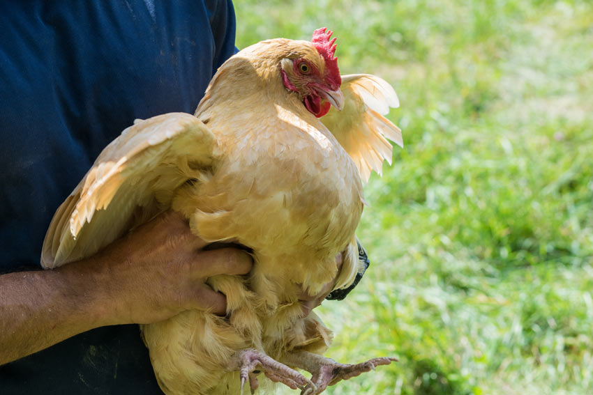 Piękny zdrowy kurczak jest brany na ręce przez właściciela