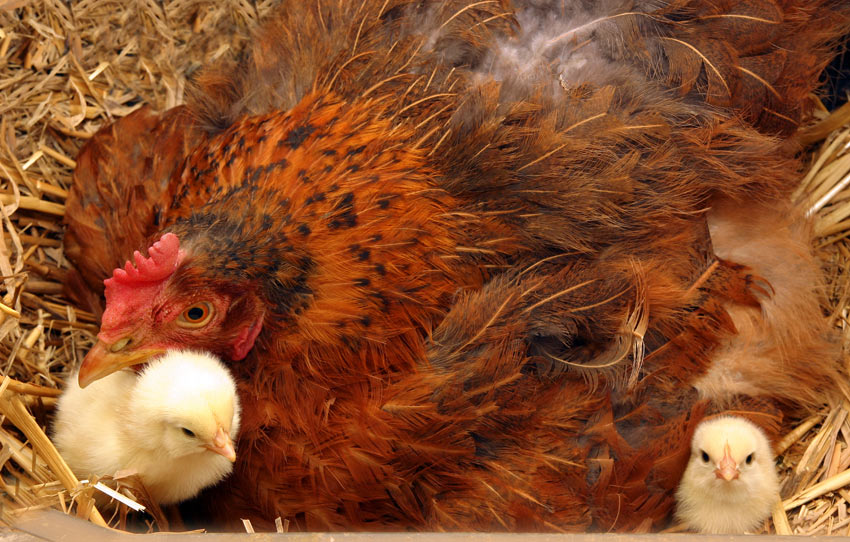Eine Hühnermutter schaut nach ihrem kürzlich geschlüpften Küken
