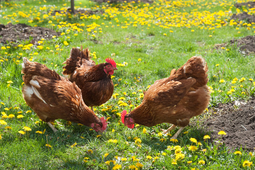 Trójka kurczaków hasa w ogrodzie, trzy kurczaki biegają po ogrodzie