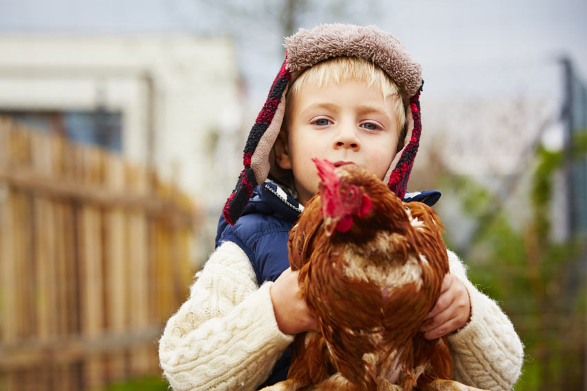 Ein Junge hält seine gezähmte Henne, die es offensichtlich genießt, hochgehoben zu werden