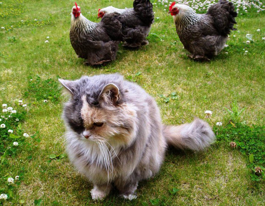 Claire Scotts Katze Lucy kommt mit ihren Peking Bantam Hennen wirklich gut klar