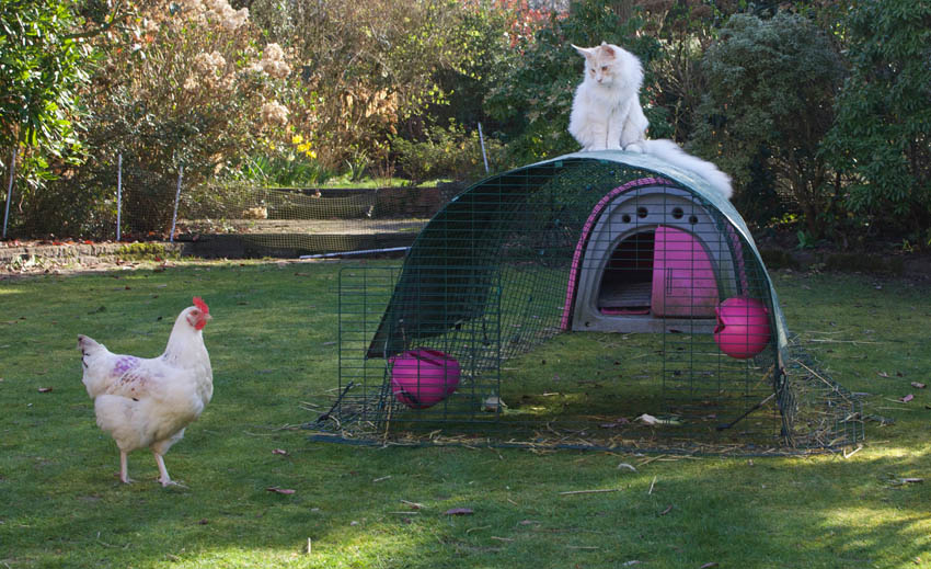 Rachael Harris Katze sitzt auf dem Hühnerhof und bewacht ihre Hennen