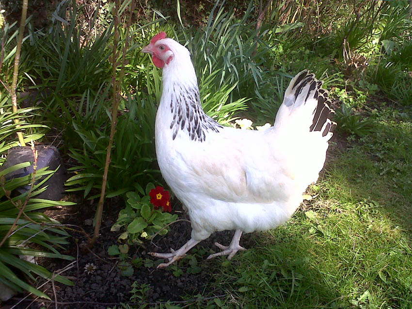 Raima Niman's beautiful Sussex hen wandering around the flower beds
