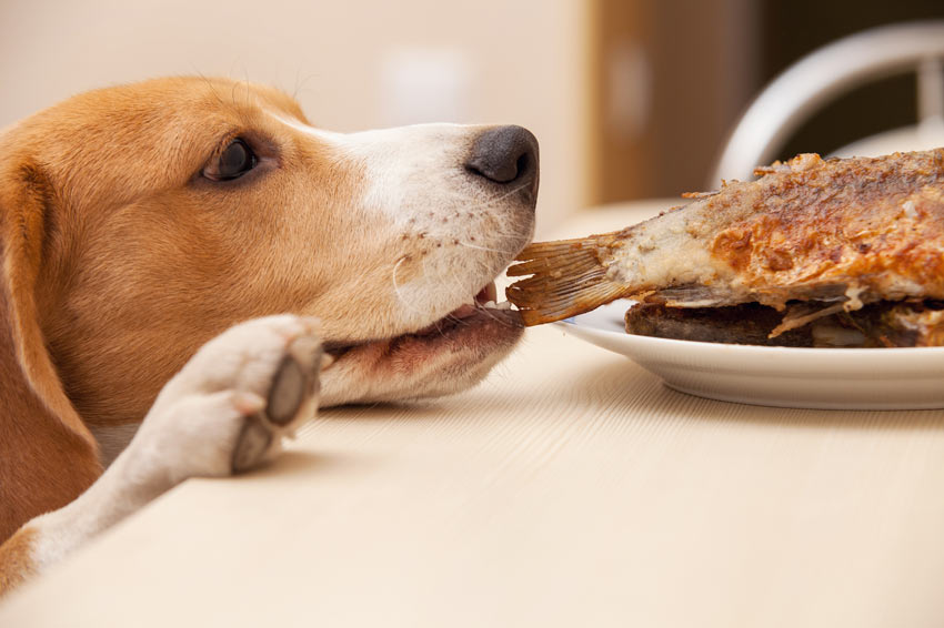 Ein Beagle nimmt sich Speisereste vom Tisch