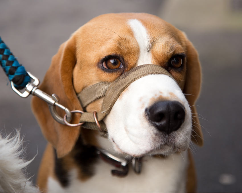 Ein angeleinter Beagle mit einer Maulschlaufe für extra Kontrolle 