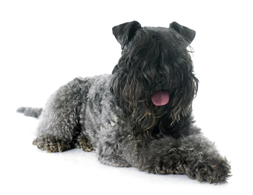 A Black Russian Terrier with a curly coat