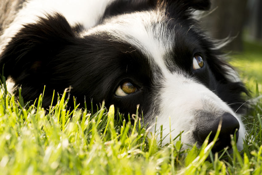 A Border Collie lying down outside on the grass