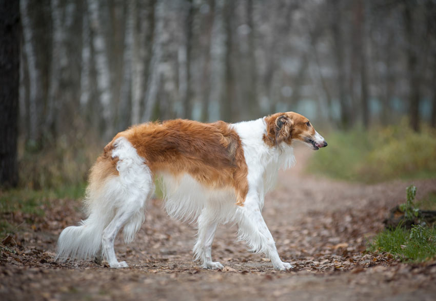 A Borzoi with a clean and well groomed long coat