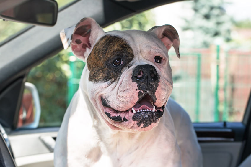Eine Bulldogge reist im Auto