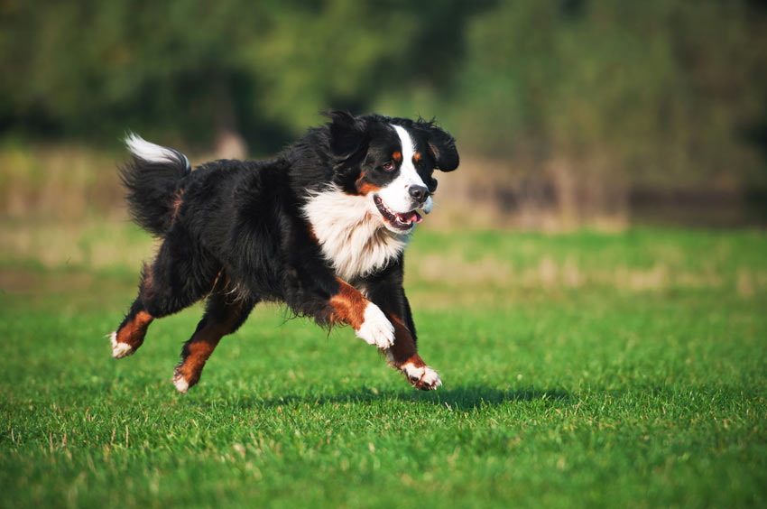 Ein Berner Sennenhund bekommt bei einem interessanten Spaziergang viel Auslauf 