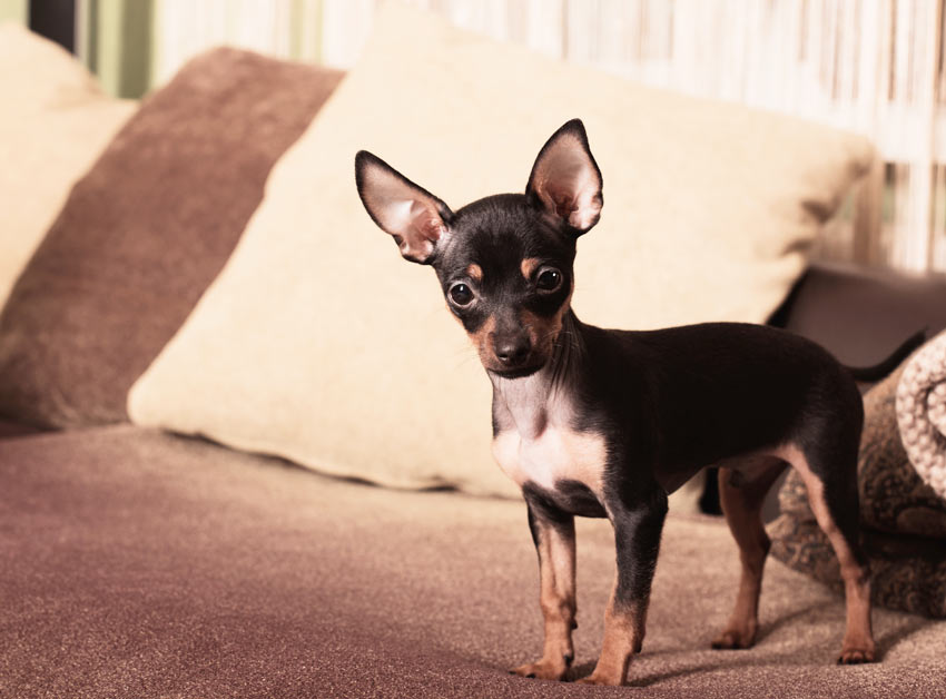 Ein Chihuahua regiert das Sofa