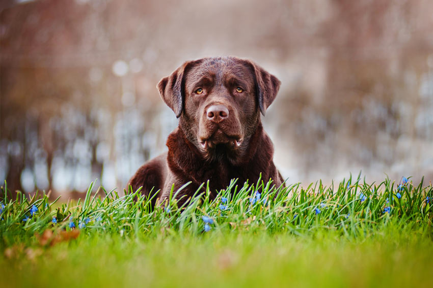 Ein schokoladenbrauner Labrador mit dicker Unterwolle