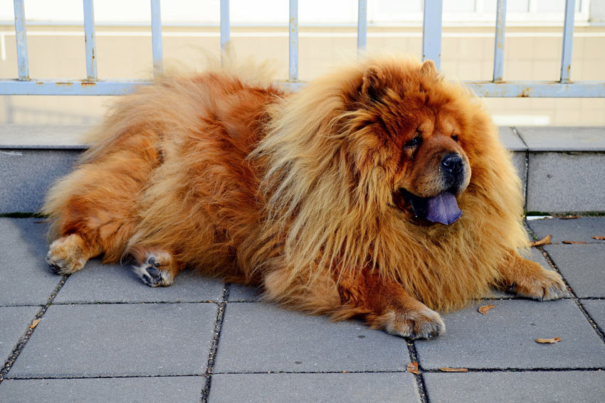 A Chow Chow with a strange and magnificent coat