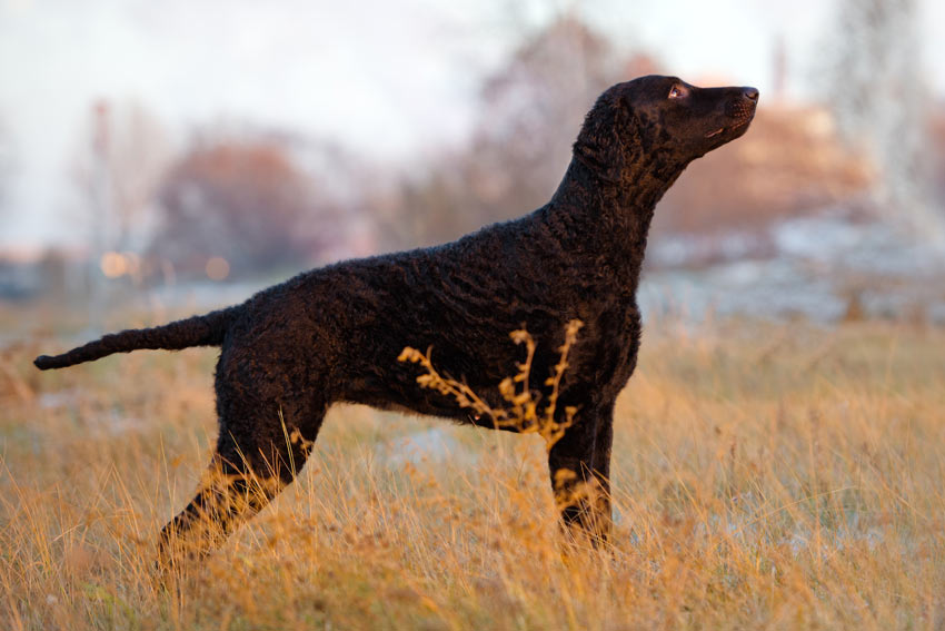 A Curly Coated Retriever with a black curly coat