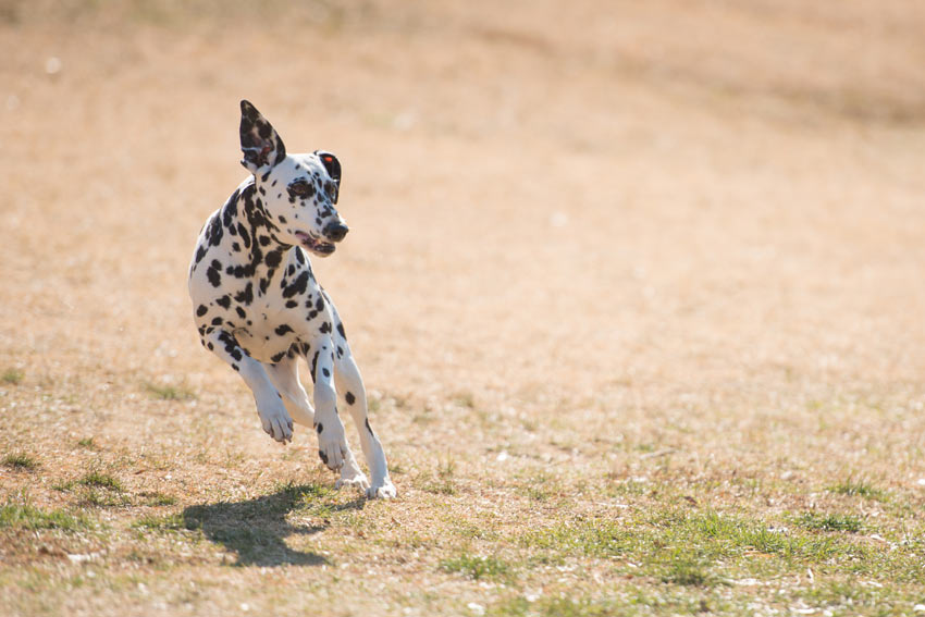 Ein Dalmatiner rennt herum und hat Auslauf