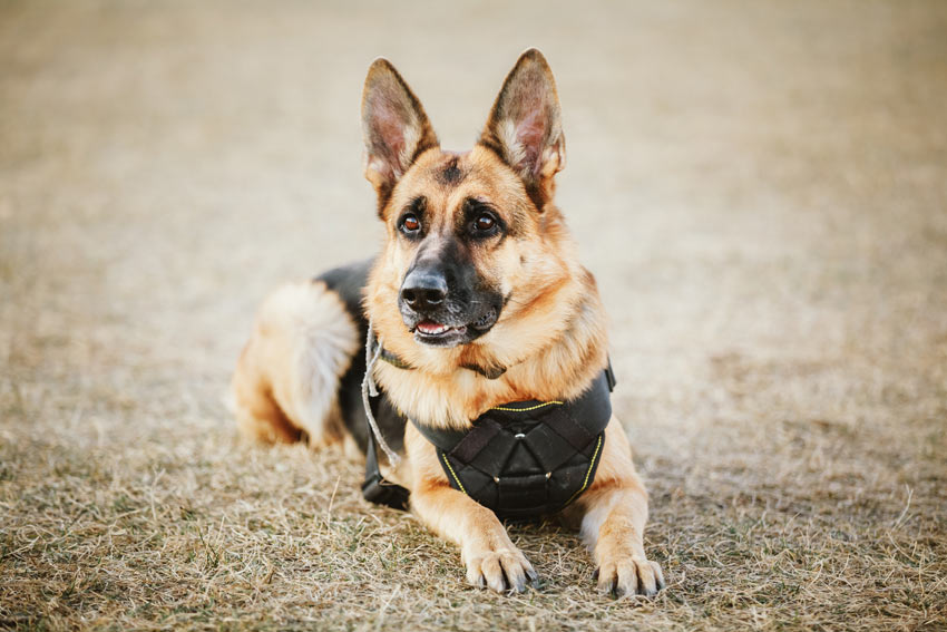 A German Shepherd Guard Dog given the commands to lay down and stay