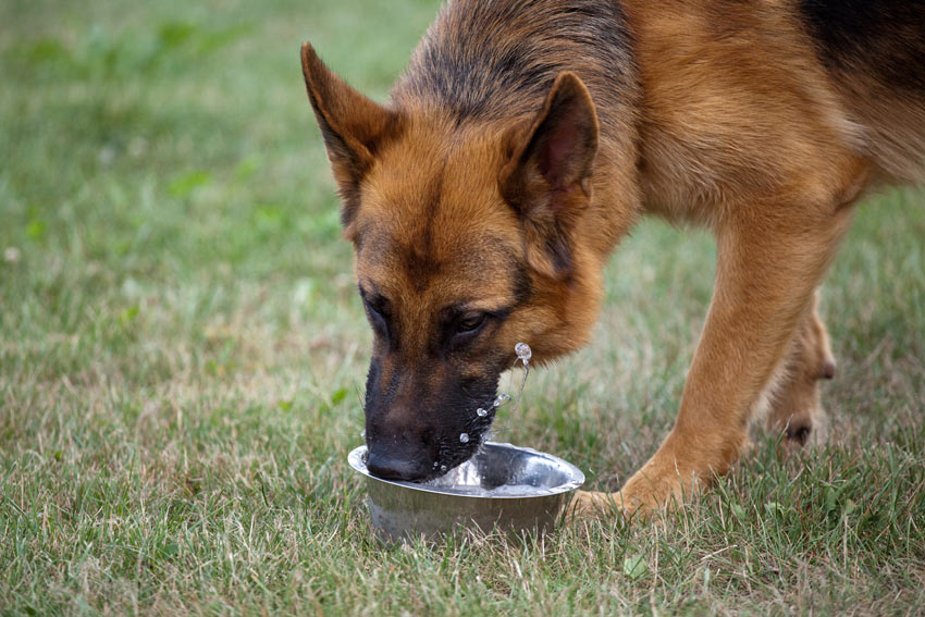 Ein Deutscher Schäferhund trinkt aus seinem Wassernapf