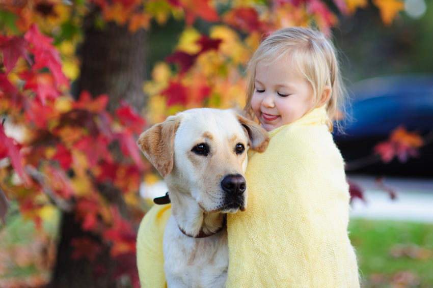 Ein Golden Labrador kommt sehr gut mit seines Besitzers kleinen Kind zurecht 