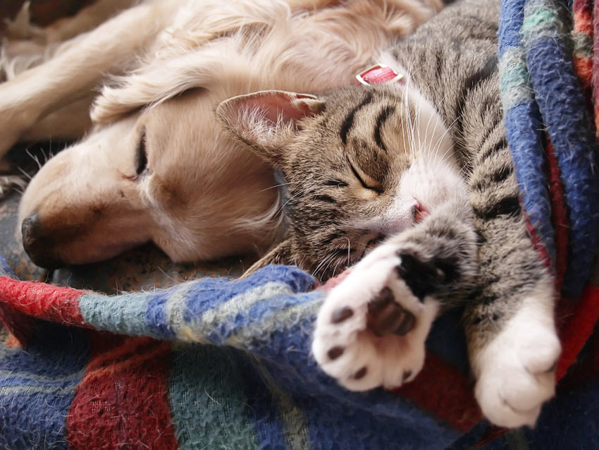 Ein Golden Retriever Welpe und eine Katze schlafen auf derselben Decke