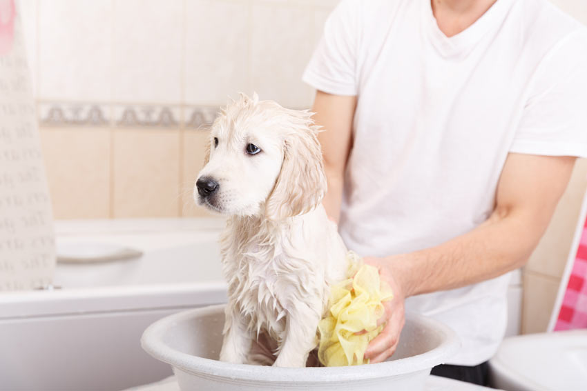 Keeping Your Dog Clean | General Hygiene | Dogs | Guide | Omlet UK