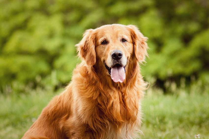 A Golden Retriever with a lovely thick coat