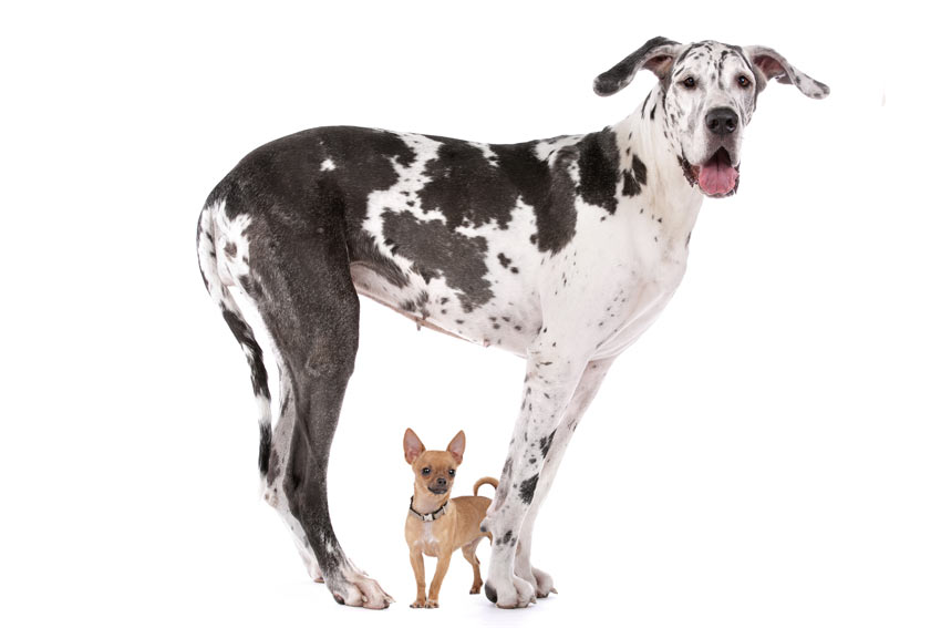 A Great Dane stood over a Chihuahua