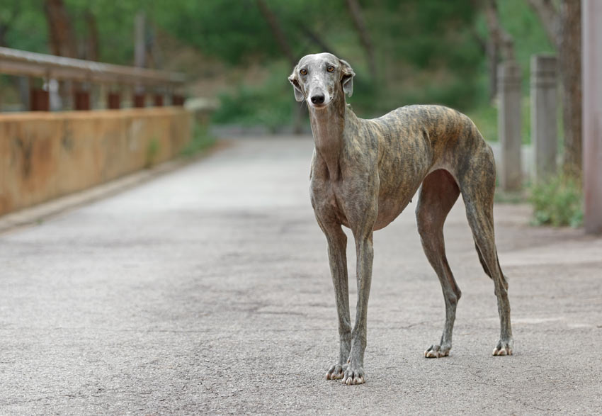Ein Greyhound mit wunderschönem kurzen glatten Fell