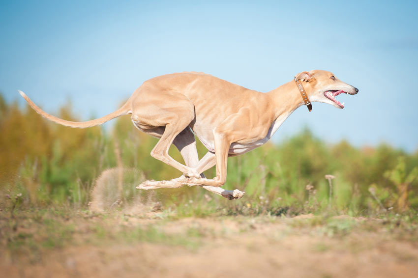 Ein Greyhound mit schönem kurzen, weichen Fell