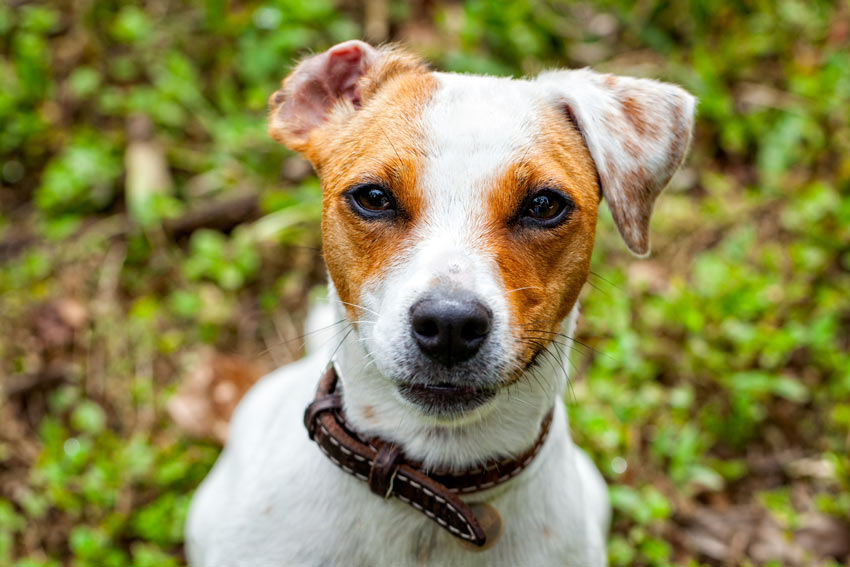 Ein Jack Russell Terrier mit wunderschönen gesunden Augen