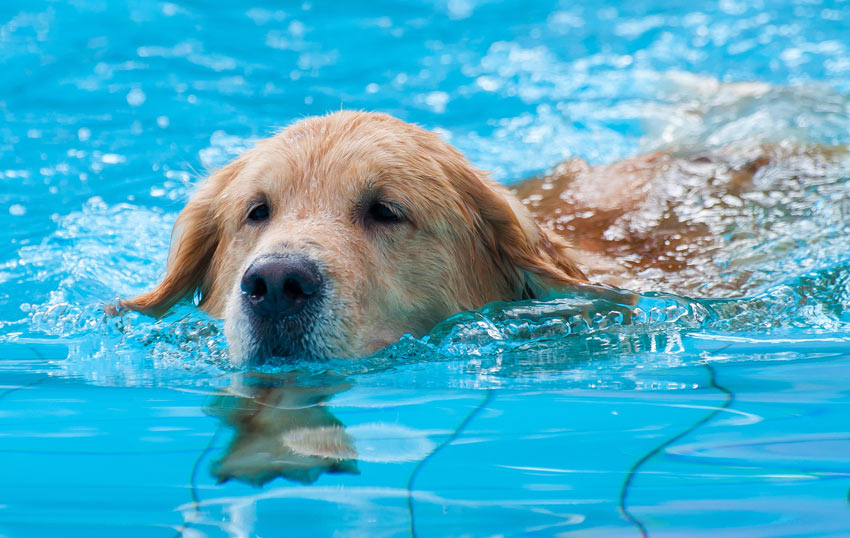 Ein Labrador lernt in einem Swimming Pool zu schwimmen