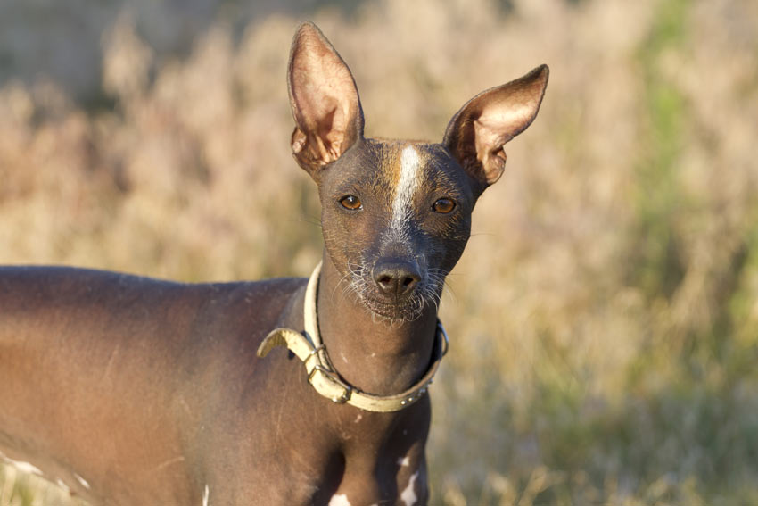 Ein Xoloitzcuintle/Mexikanischer Nackthund mit wunderschönen großen Ohren