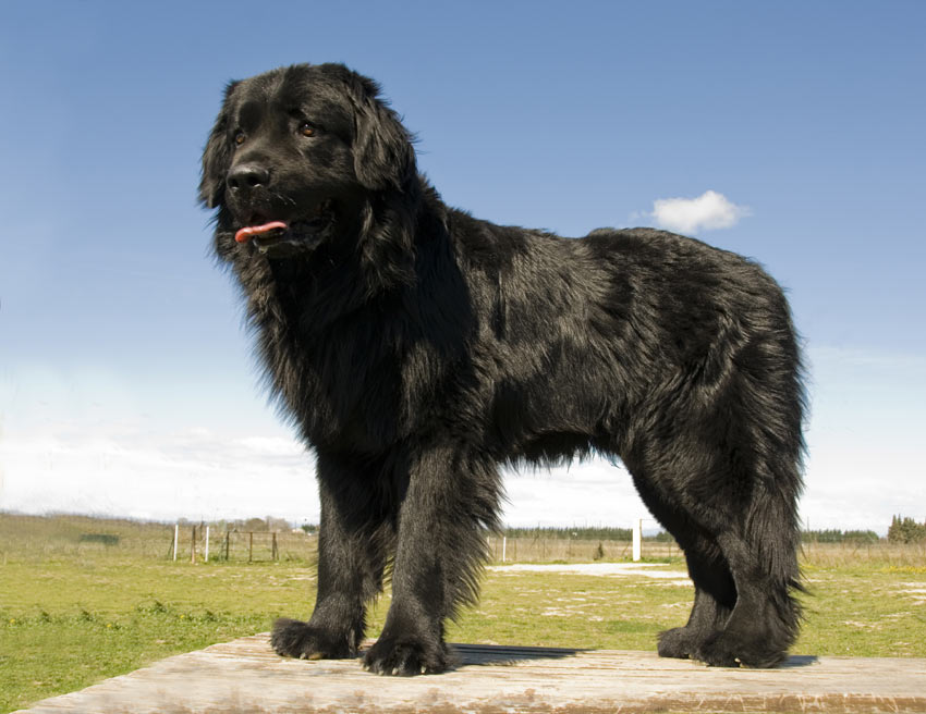 A Newfoundland with a black double coat