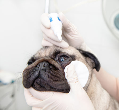 Ein Mops bekommt beim Tierarzt ein paar Augentropfen