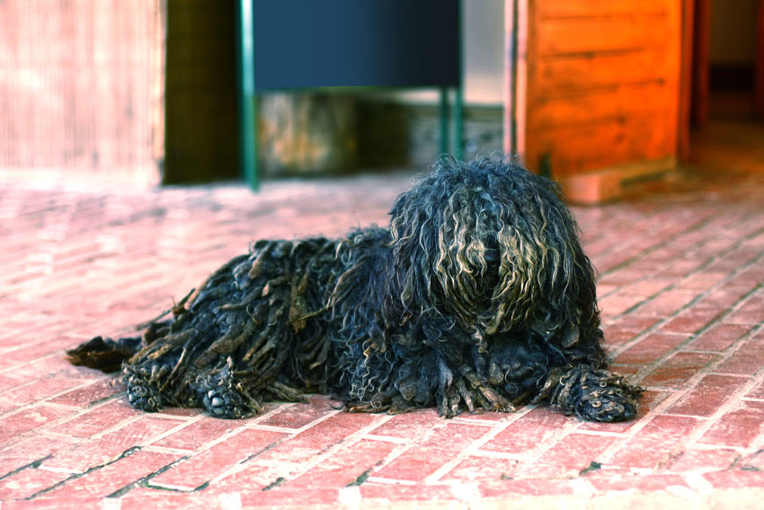 A Puli with a dreadlocked black corded coat