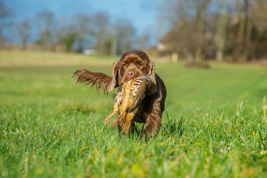 A Sussex Spaniel Gundog with a brid in its mouth