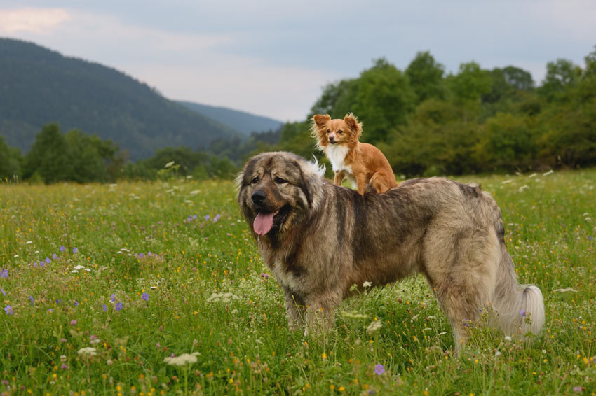 Ein Zwerghund auf dem Rücken eines großen Hundes