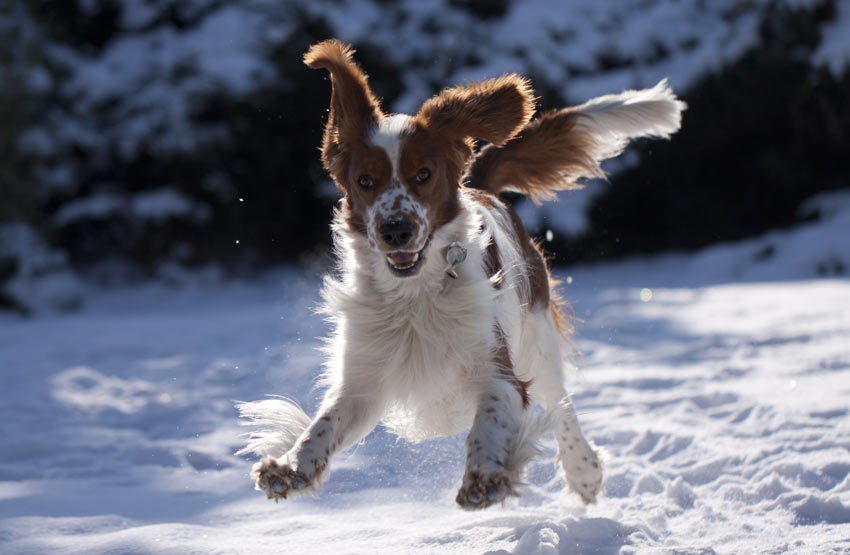 A Welsh springer Spaniel frolicking in the snow's tongue out