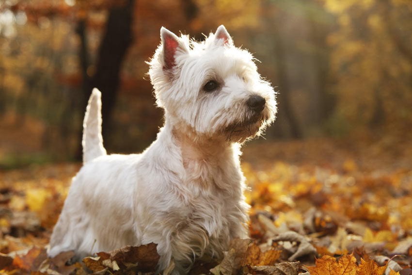 Ein West Highland Terrier mit einem wunderschön weißen Fell