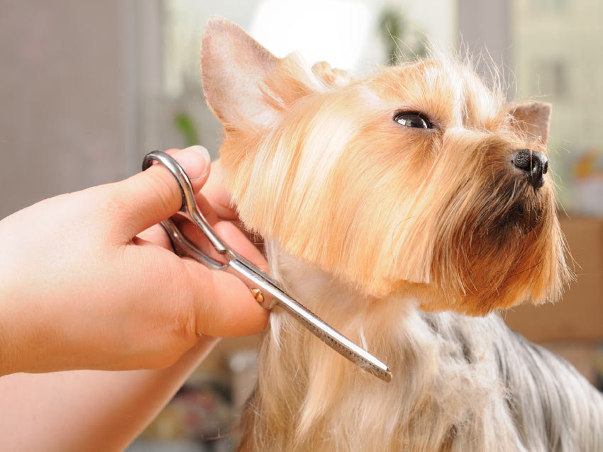 Ein Yorkshire Terrier bekommt seine Haare gestutzt