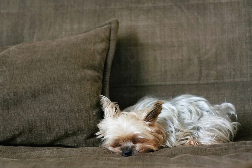 Ein Yorkshire Terrier entspannt sich auf dem Sofa und testet die Autorität seines Besitzers