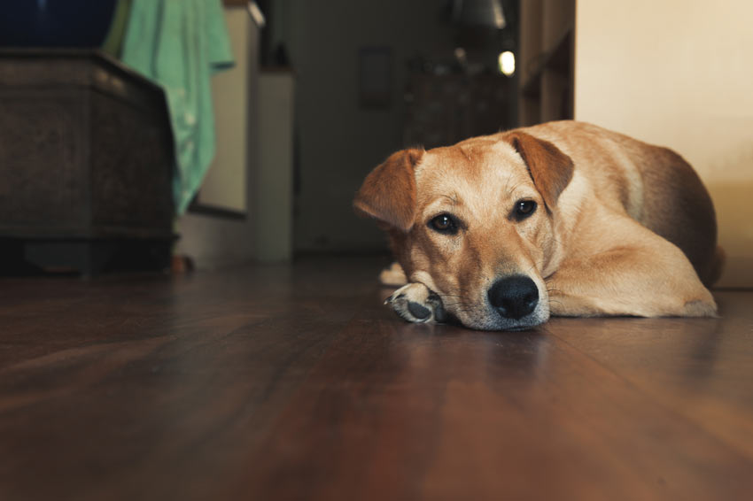 Ein wunderschöner erwachsener Labrador Retriever liegt auf dem Fußboden